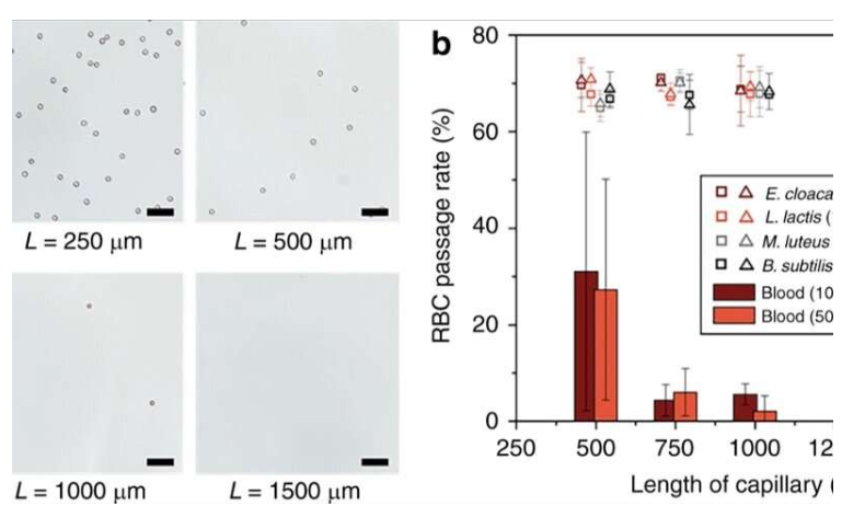 使用微流控整體裝置從血液中分離完整細菌 使用微流控整體裝置從血液中分離完整細菌