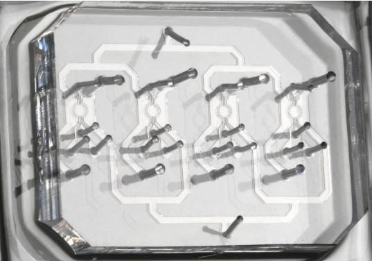 在微流控芯片上培養胚胎干細胞