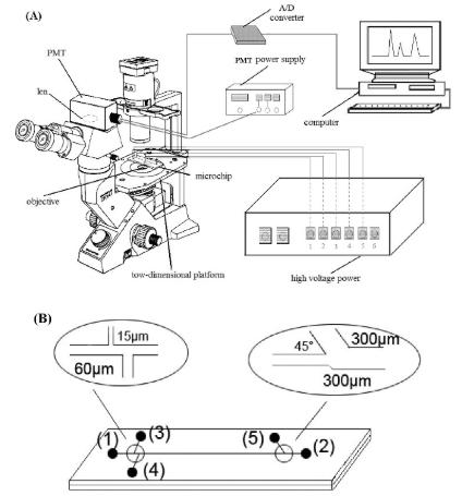 圖2.使用倒置顯微鏡和PMT檢測器在單個紅細胞分析中進行微流控芯片電泳。