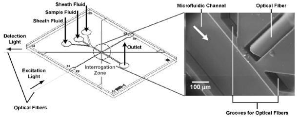 圖3.嵌入式光纖在蛋白質免疫測定中用于熒光測量的用途