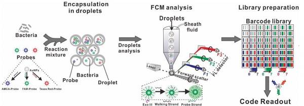 Figure 1.用于超復合細菌表型的SDwalker-Drop平臺的示意圖 Figure 1.用于超復合細菌表型的SDwalker-Drop平臺的示意圖