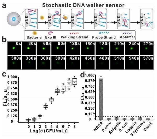 Figure 2.基于SDwalker的傳感器用于細菌檢測 Figure 2.基于SDwalker的傳感器用于細菌檢測