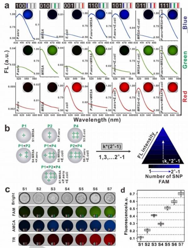 使用基于SDwalker-Drop的顏色或強度編碼條形碼對細菌進行多重分析 使用基于SDwalker-Drop的顏色或強度編碼條形碼對細菌進行多重分析