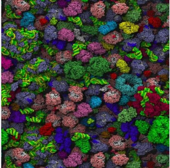 細菌細胞擁擠內部的分子模型 細菌細胞擁擠內部的分子模型