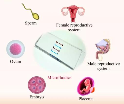 微流控芯片技術在生殖研究中的進展