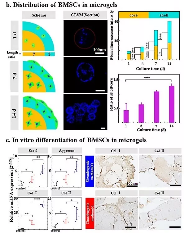 圖4：包載BMSC的Gel-HA微凝膠的體外生物學表征。