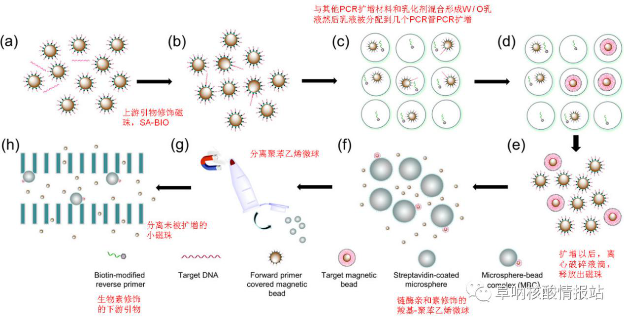 圖1 (a)和(b)混合磁珠和上游引物及樣品；(c)乳化混合物及聚合酶鏈反應； (d)放大單目標DNA；(e)液滴破碎；(f)捕獲改性聚苯乙烯微球；(g)從微球上分離游離磁珠；(h)捕獲磁珠陣列芯片。