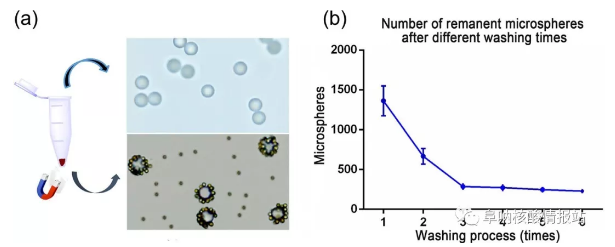 圖5 （a）上清液中游離微球和沉淀物中MBCs，研究了不同洗滌次數后殘留微球的數量。（b）經過1次、2次洗滌后，殘余微球數量急劇減少，3次洗滌后逐漸減少，說明大部分游離微球已被洗滌3次后清除。確定理想的洗滌時間是4。