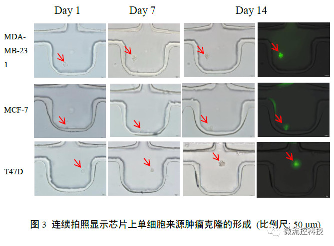 連續(xù)拍照顯示芯片上單細(xì)胞來(lái)源腫瘤克隆的形成