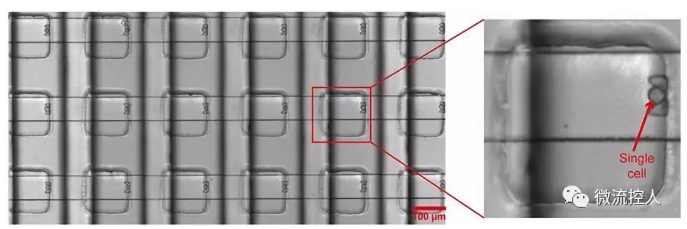 Science Advances 賓夕法尼亞州立大學(xué)研究人員開發(fā)出新型微流控設(shè)備可實(shí)現(xiàn)在數(shù)千個(gè)獨(dú)立活細(xì)胞上進(jìn)行藥物測(cè)試 Science Advances 賓夕法尼亞州立大學(xué)研究人員開發(fā)出新型微流控設(shè)備可實(shí)現(xiàn)在數(shù)千個(gè)獨(dú)立活細(xì)胞上進(jìn)行藥物測(cè)試