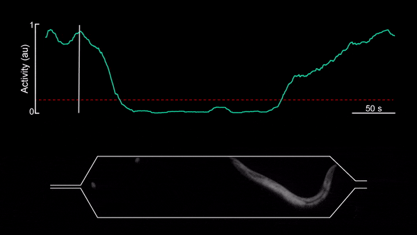 甲線蟲在微流體腔室睡著了。 甲線蟲在微流體腔室睡著了。