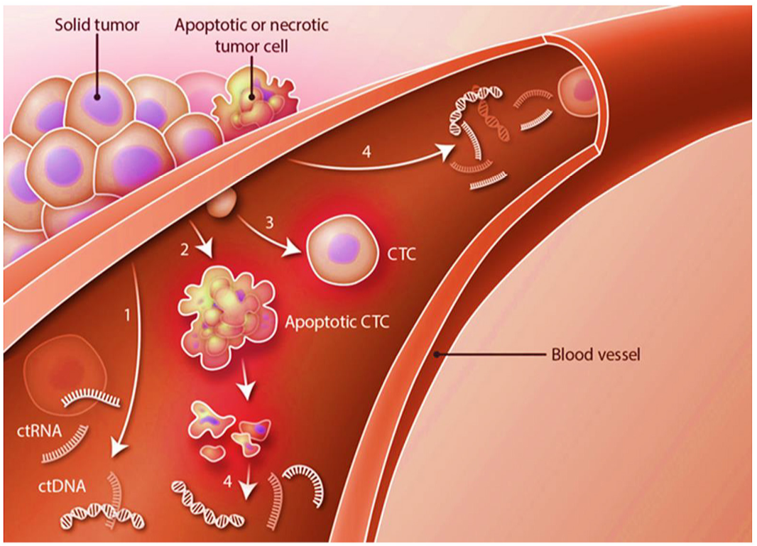 城大團隊所研發的技術主要針對血液中的循環細胞（CTC），小至0.1毫米的腫瘤都能及早發現