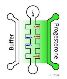 向包含高濃度孕酮（深綠色）的中央通道右側游動的精子，比向左側的較低濃度（淺綠色）的精子游動的多。