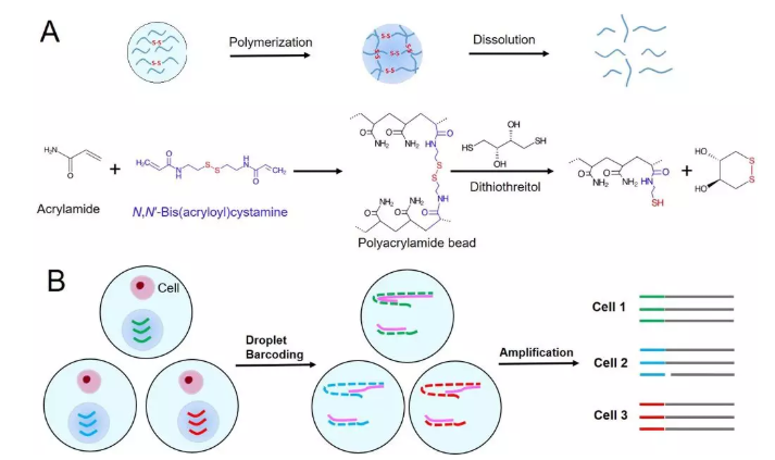 圖1. (A) 可控降解型聚丙烯酰胺微球的合成和降解原理示意圖，(B)可控降解型微球在基于液滴的單細(xì)胞分析過(guò)程使用的圖示。