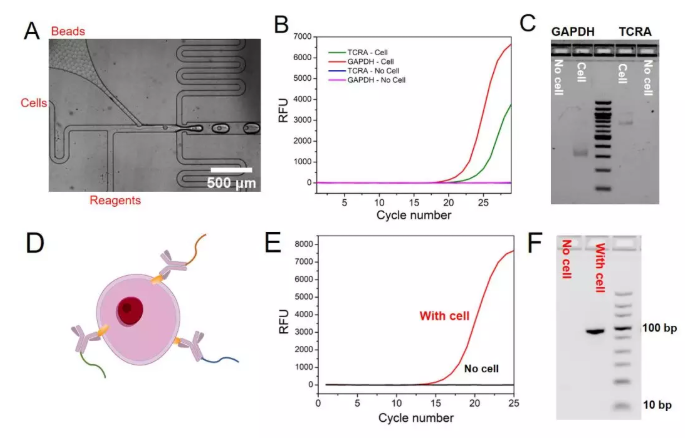 圖3. (A)顯微鏡下包裹單個(gè)細(xì)胞和單個(gè)微球的液滴的產(chǎn)生過(guò)程，(B) TCRA和GAPDH mRNA的qPCR實(shí)驗(yàn)結(jié)果，(C) GAPDH和TCRA mRNA在液滴中反應(yīng)后PCR產(chǎn)物的瓊脂糖凝膠電泳實(shí)驗(yàn)結(jié)果，(D)抗體–DNA偶聯(lián)物結(jié)合細(xì)胞表面蛋白的示意圖，(E)單細(xì)胞表面蛋白分析中的qPCR實(shí)驗(yàn)結(jié)果，(F)細(xì)胞表面蛋白分析中的瓊脂糖凝膠電泳實(shí)驗(yàn)結(jié)果。