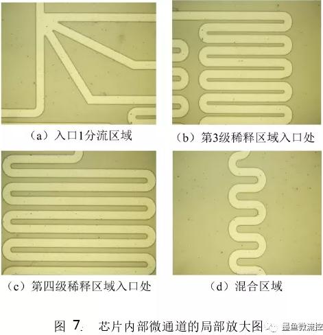 PDMS芯片內部通道局部放大圖