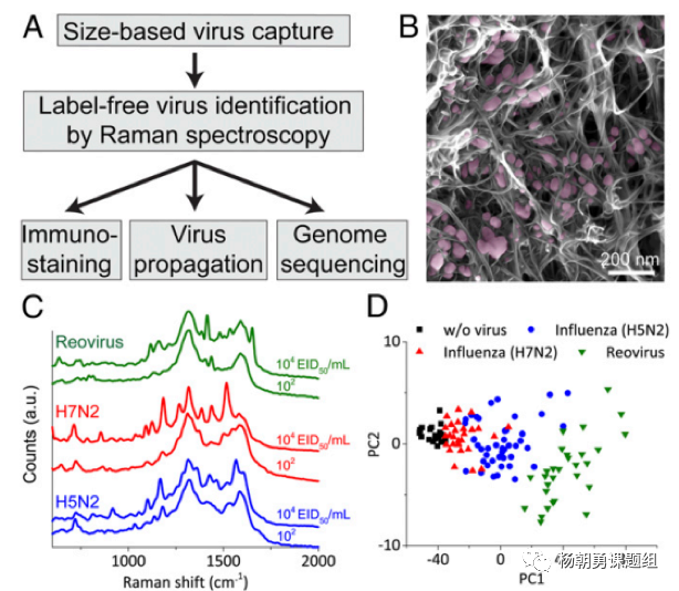 圖4 三種病毒建立拉曼數據庫及病毒聚類分析 圖4 三種病毒建立拉曼數據庫及病毒聚類分析