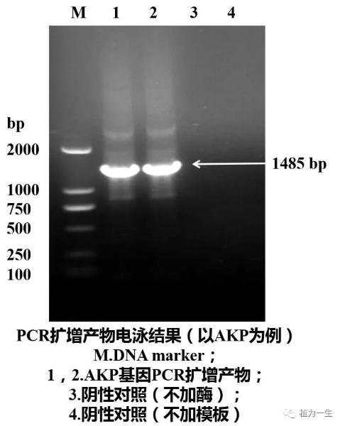 聚合酶鏈式反應的結果