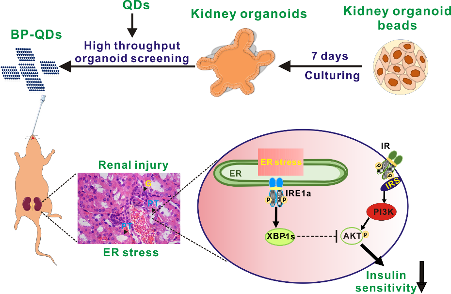 利用基于微流控技術的類器官模型成功實現納米材料生物安全性篩查 利用基于微流控技術的類器官模型成功實現納米材料生物安全性篩查