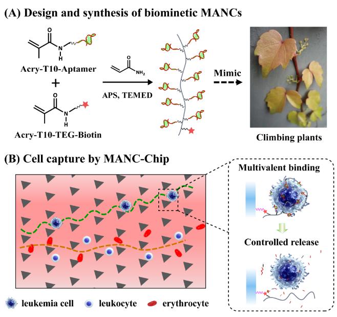 圖1 （A）仿生多價核酸適體聚合物的合成；（B）協同尺寸分離和多價識別的白血病細胞親合捕獲及選擇性釋放的微流控平臺