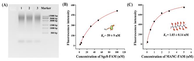 圖2 多價核酸適體聚合物的表征。