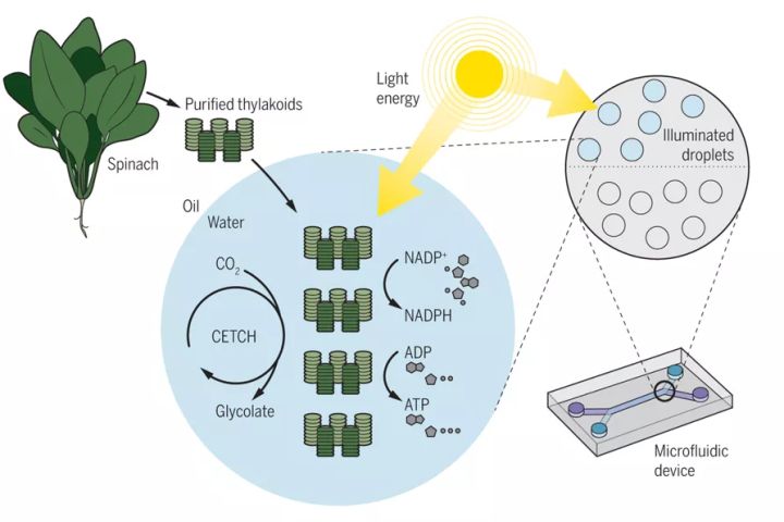 半合成光合作用的技術途徑