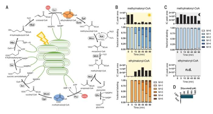 圖2.光驅動CO2的連續固定，并催化CO2轉化為有機酸