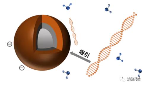 磁珠如何與核酸結合，實現提取功能？