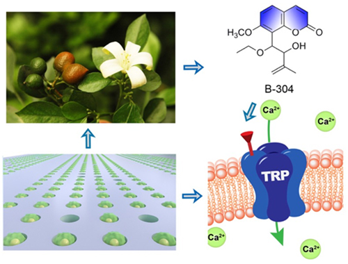 基于單細胞微流控技術的中藥TRP通道調節劑高效發現示意圖