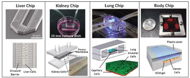 圖1:近年來開始受到關(guān)注的器官模型“Organ on a Chip(器官芯片)” 圖1:近年來開始受到關(guān)注的器官模型“Organ on a Chip(器官芯片)”