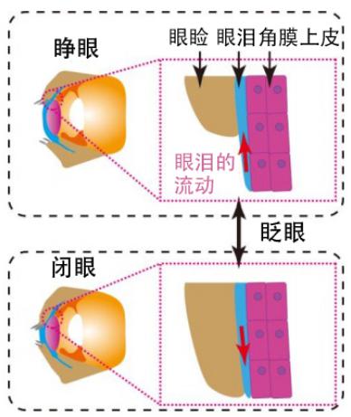 圖2:此次研究再現(xiàn)的人角膜結(jié)構(gòu)和眨眼時(shí)的眼淚運(yùn)動(dòng) 圖2:此次研究再現(xiàn)的人角膜結(jié)構(gòu)和眨眼時(shí)的眼淚運(yùn)動(dòng)