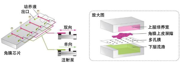 圖3:此次研究開發(fā)的“角膜芯片”概念圖 圖3:此次研究開發(fā)的“角膜芯片”概念圖