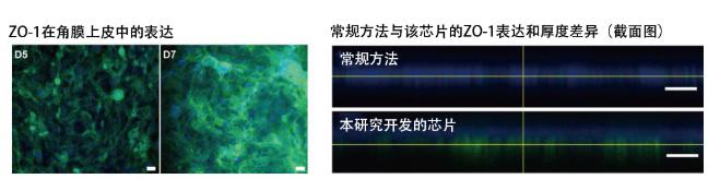 圖5:在角膜芯片內(nèi)培養(yǎng)的角膜上皮細(xì)胞的ZO-1蛋白質(zhì)(綠色)表達(dá)。角膜發(fā)揮作用需要ZO-1 圖5:在角膜芯片內(nèi)培養(yǎng)的角膜上皮細(xì)胞的ZO-1蛋白質(zhì)(綠色)表達(dá)。角膜發(fā)揮作用需要ZO-1