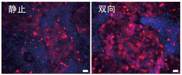 圖6:在角膜芯片內(nèi)培養(yǎng)的角膜上皮細(xì)胞中的CK-19蛋白質(zhì)(紅色)的表達(dá) 圖6:在角膜芯片內(nèi)培養(yǎng)的角膜上皮細(xì)胞中的CK-19蛋白質(zhì)(紅色)的表達(dá)