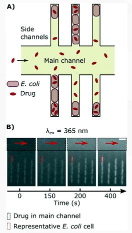 單細(xì)胞微流控技術(shù)幫助對(duì)抗抗生素耐藥性
