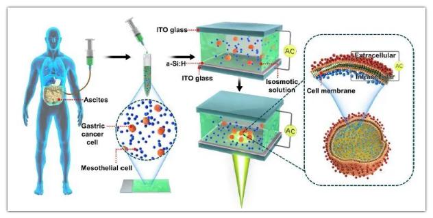 OEK微流控芯片用于檢測腹膜轉移和細胞膜電容 OEK微流控芯片用于檢測腹膜轉移和細胞膜電容