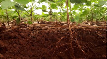 使用新設計的微流控裝置以互利的方式獲得有關植物根與土壤微生物相互作用