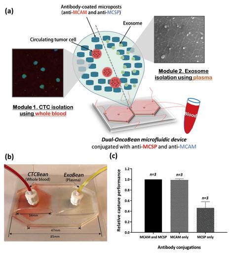 通過雙重利用OncoBean(DUO)微流控設(shè)備雙重隔離循環(huán)腫瘤細(xì)胞(CTC)和癌癥外泌體 通過雙重利用OncoBean(DUO)微流控設(shè)備雙重隔離循環(huán)腫瘤細(xì)胞(CTC)和癌癥外泌體