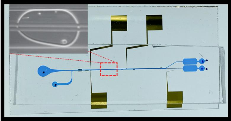 液滴內細胞分離微流控芯片的圖像，顯示了微流控通道和電極。放大圖顯示了宿主細胞和病原菌細胞在單個油包水微滴中分離到頂部和底部