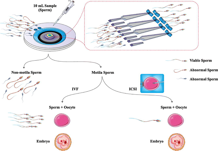 生殖生物學中的微流控技術進展 生殖生物學中的微流控技術進展