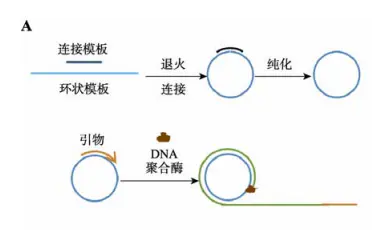 微流控芯片|微流控芯片批量加工