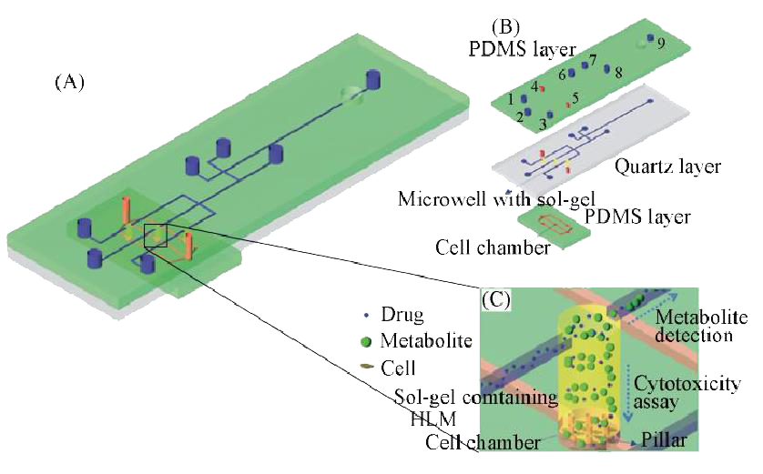 微流控芯片在分子細胞水平化學研究 微流控芯片在分子細胞水平化學研究